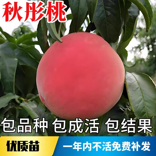 秋彤桃苗南北方庭院耐寒桃树果苗红蜜桃大树盆栽嫁接晚熟当年结果