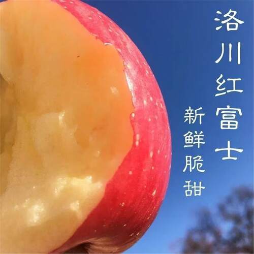 洛川红富士苹果树果苗嫁