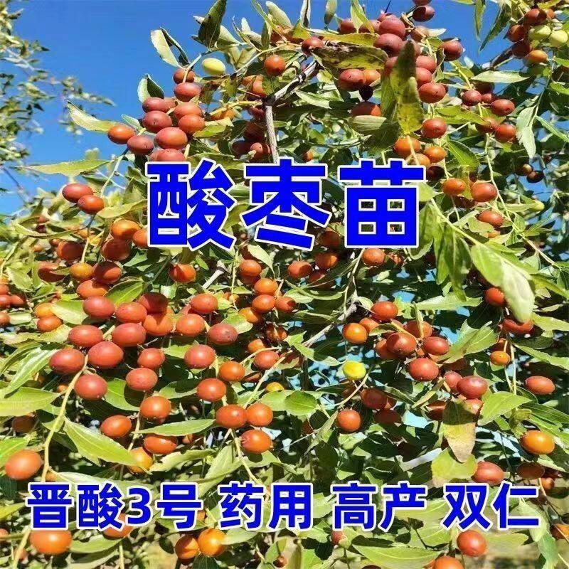 晋酸3号高产药用双仁苗山枣苗南北方种植 盆地栽当年结果树苗酸枣