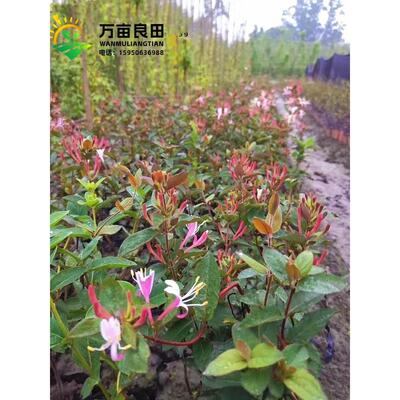 金银花老桩盆栽苗爬藤金银花树苗庭院耐寒绿化风景植物红金银花苗