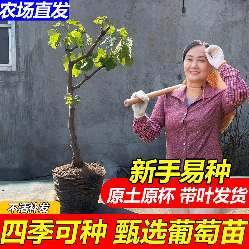 带叶带土葡萄苗阳光玫瑰葡萄巨峰葡萄小苗夏黑杯苗阳台盆栽南北方