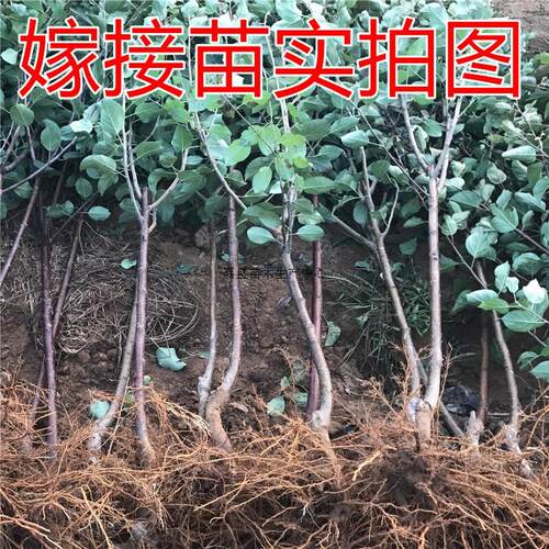 嫁接苹果树苗矮化盆栽地