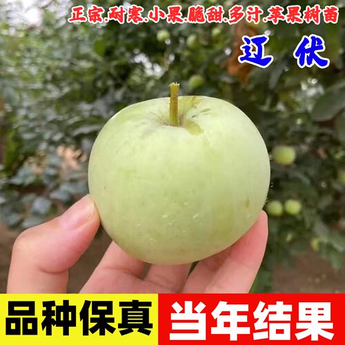 老品种辽伏苹果树苗嫁接