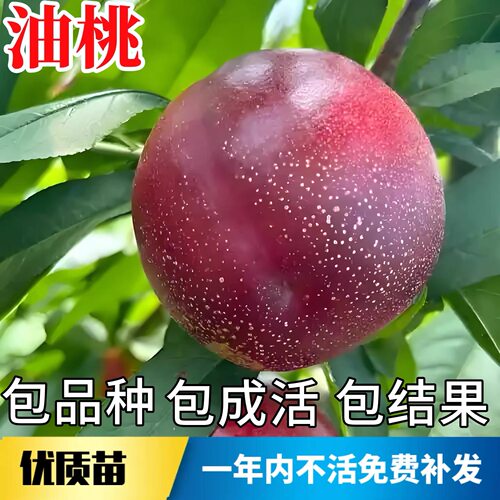 油桃树果苗活苗南北方庭院耐寒大号桃子苗树盆栽嫁接早熟当年结果