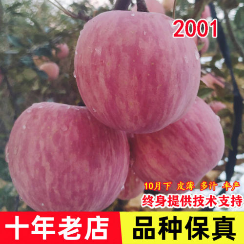 新2001苹果树苗嫁接条纹