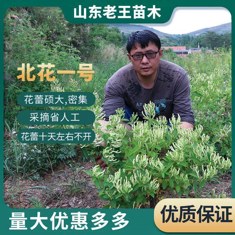 中药材金银花苗北花一号金银花树苗种子种植地种种植盆栽小苗