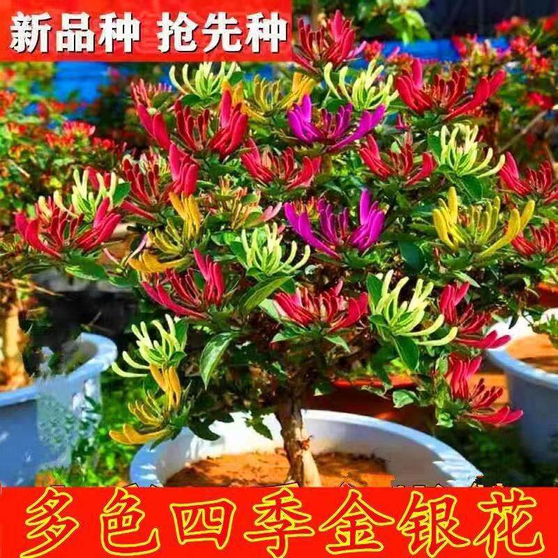 红色四季变色五彩金银花黄白三色金银花盆栽地栽南方北方都可种植