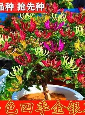 红色四季变色五彩金银花黄白三色金银花盆栽地栽南方北方都可种植