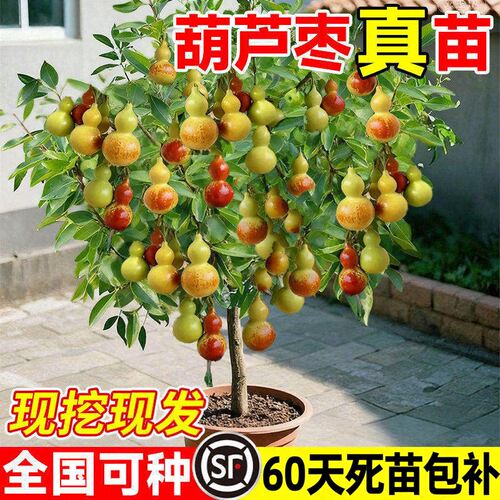正宗葫芦枣树活苗大枣超甜特大号蟠枣树果苗带土球盆栽南北方种植