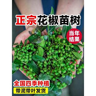 九叶青花椒苗树正宗麻椒果树果苗南方种植盆栽当年结果大藤椒树苗