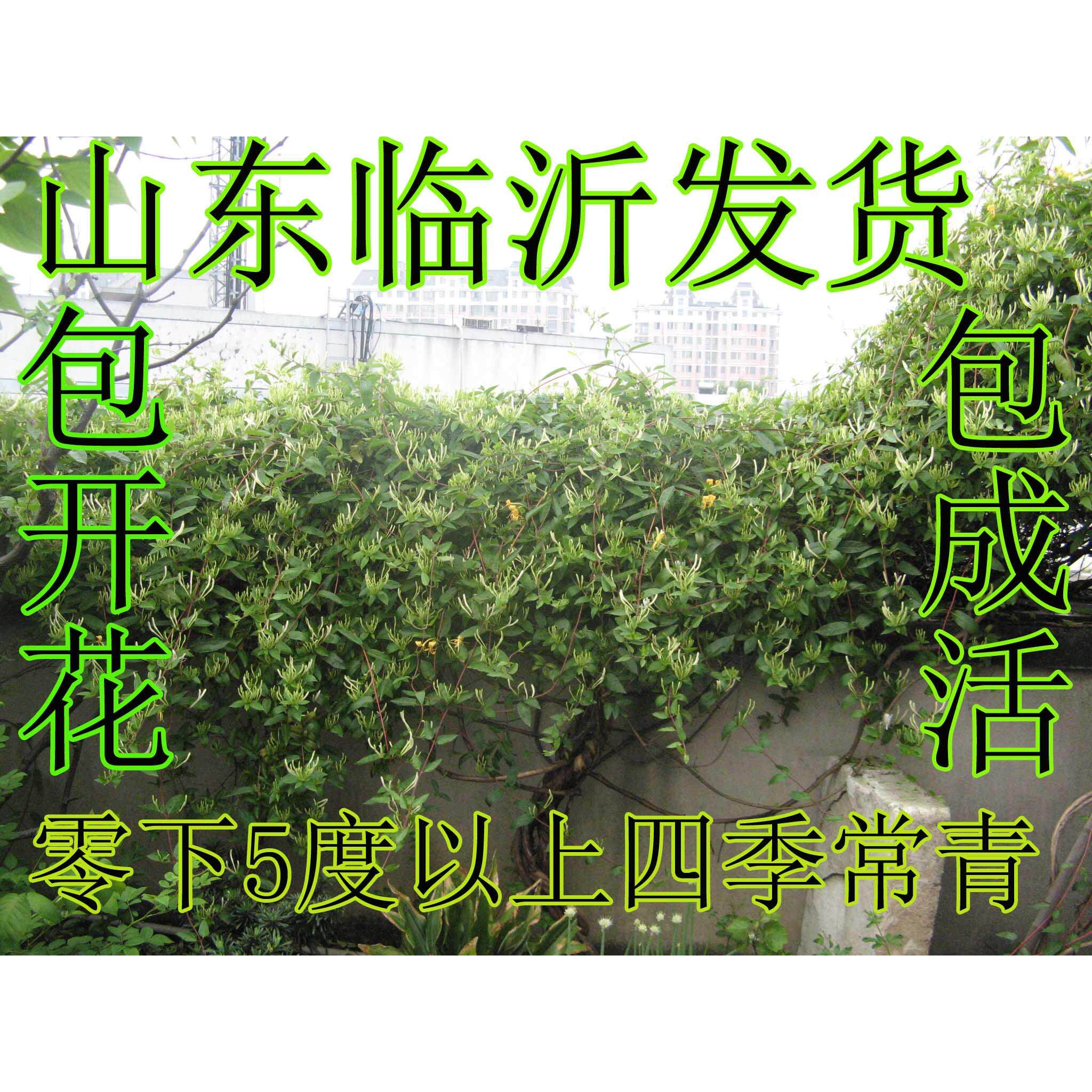 食用中药材药用四季常青 爬藤金银花树苗 攀爬植物种子栽
