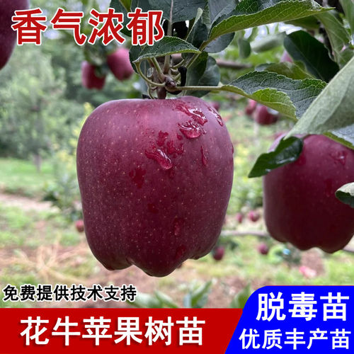 嫁接甘肃天水花牛苹果树