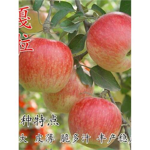 新品种士嘎啦苹果树苗红
