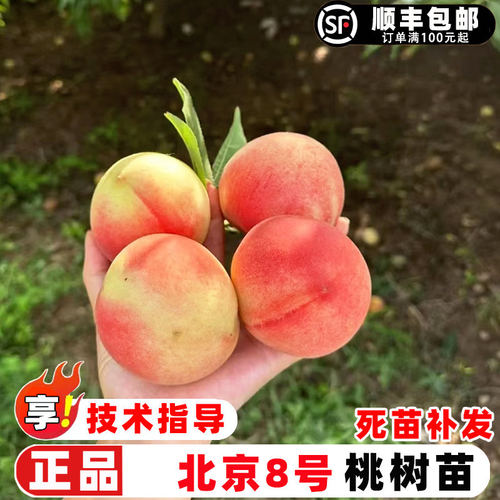 桃树果苗嫁接北京8号桃树苗特大脆甜八号蜜桃苗盆栽地栽种植果树