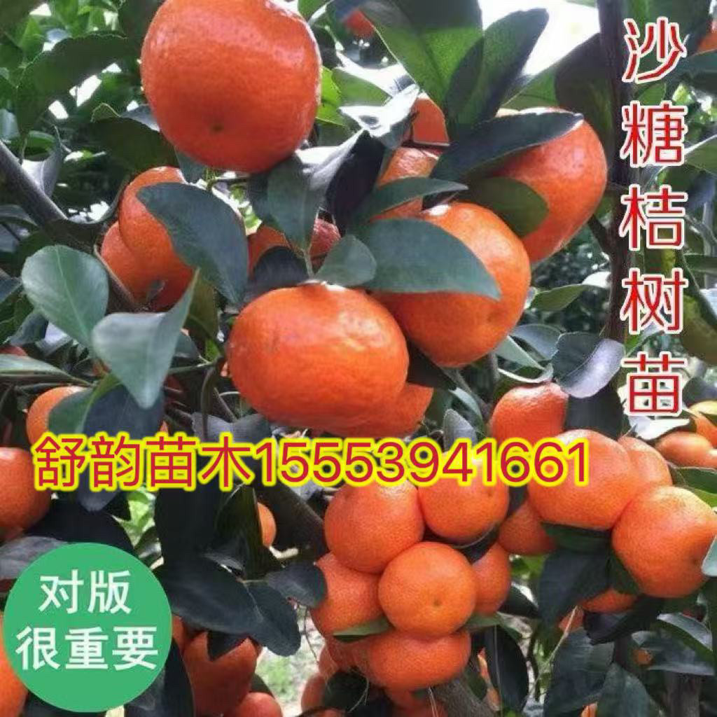 早熟由良柑橘苗无籽蜜桔子果树无核新品特早青皮橘子苗柑橘苗包活