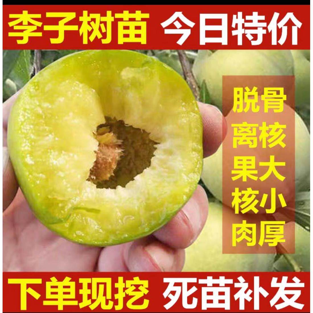 蜂糖李子树苗嫁接特大晚熟青脆黑李西梅苗李子苗南北方种果树果苗