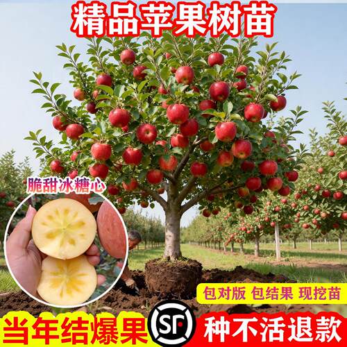 特大号苹果树果苗嫁接红