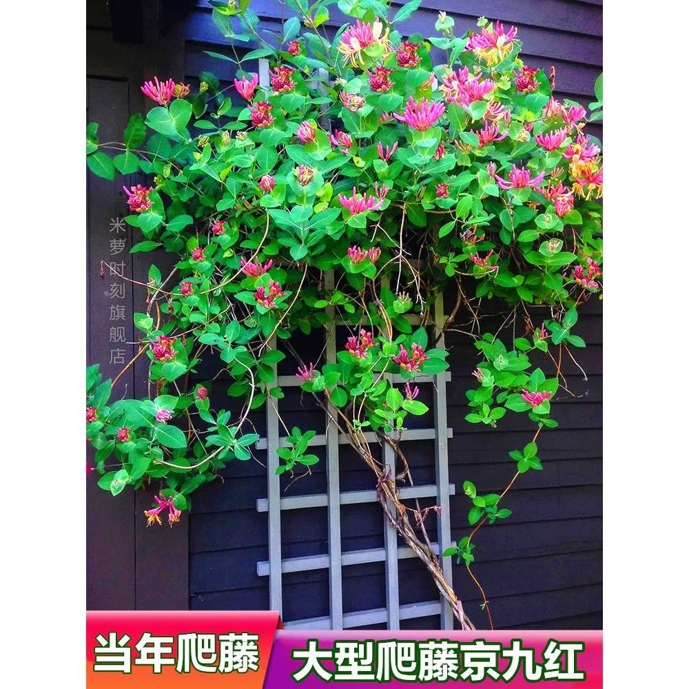 金银花树苗爬藤植物可食用浓香黄白红花树形阳台盆栽四季庭院老桩