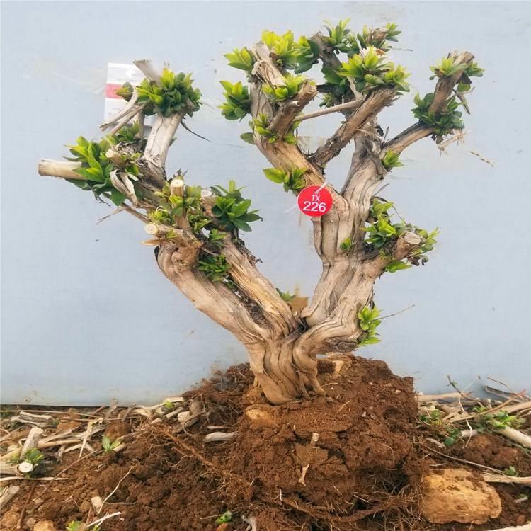 大型风景金银花盆栽盆景老桩基地红色金银花树苗阳台四季绿植花卉
