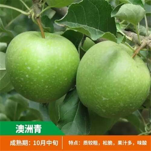 澳洲青苹果树果苗嫁接黄