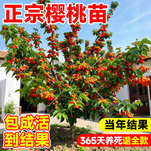 正宗樱桃树果苗大樱桃苗车厘子树苗红妃中华土樱桃庭院南北方种植