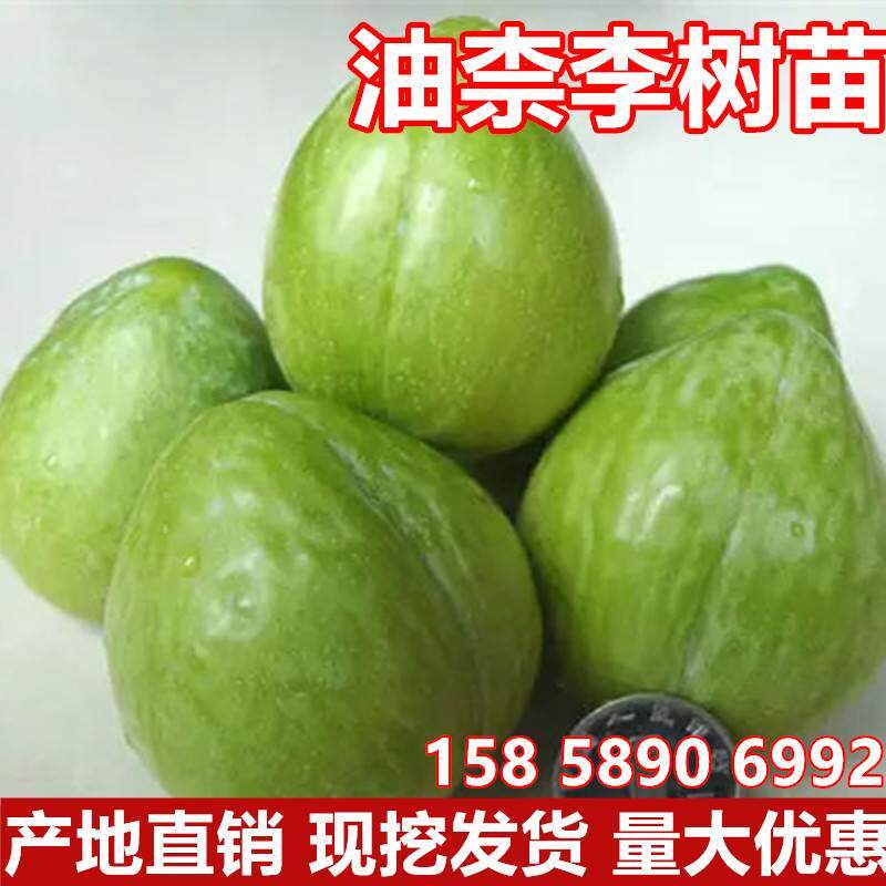 油柰李子树苗南北方庭院地栽种植阳台盆栽嫁接果树青奈李当年结果