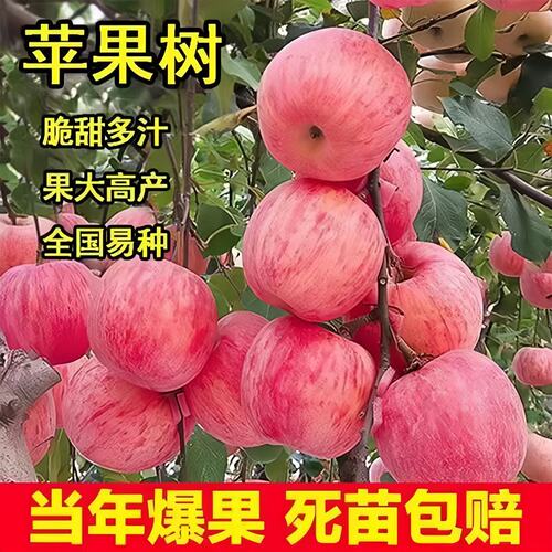 红富士苹果树果苗嫁接南