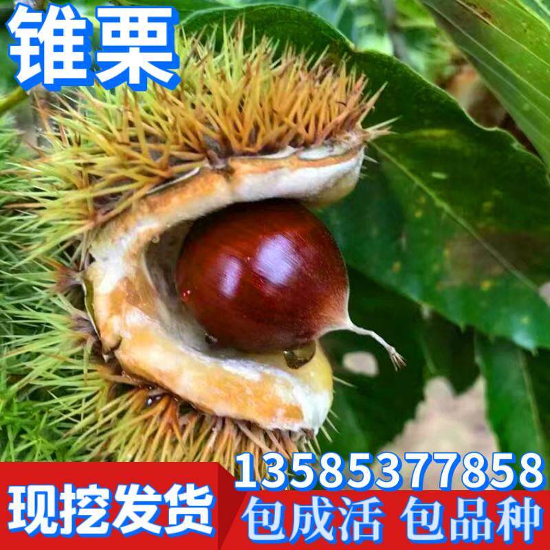 锥栗苗嫁接南方北方庭院种植板栗树特大四季阳台盆栽耐寒当年结果