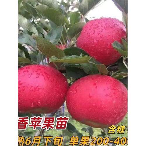 月香苹果树苗矮化早熟盆