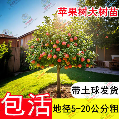 特大冰糖心红富士苹果树
