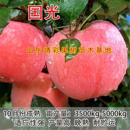 国光苹果苗脆甜好吃南北