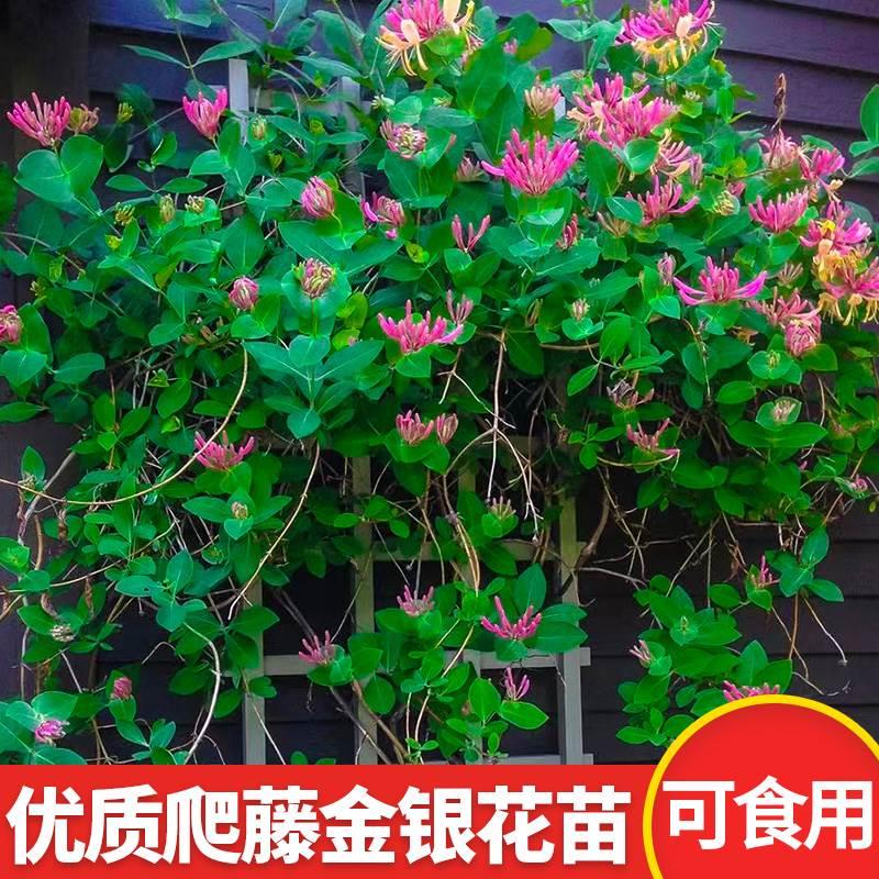 爬藤植物金银花树苗四季开花可食用红黄花卉老桩盆栽地栽庭院