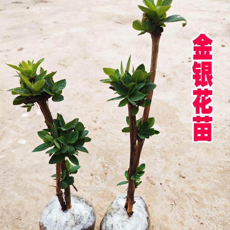 药用金银花苗树苗爬藤植物可食用药材花卉盆栽阳台四季开花易成活