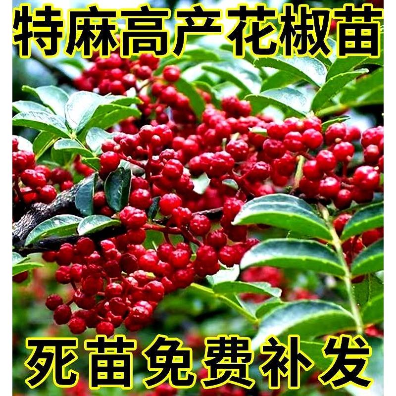 大红袍花椒苗树食用盆栽盆栽地栽南北种植花椒苗四川麻椒青花椒苗