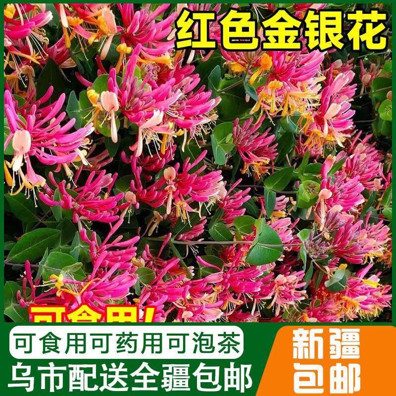 新疆包邮红色金银花树苗可食用药五彩四季开花卉盆栽庭院爬藤植物