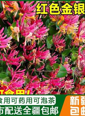 新疆包邮红色金银花树苗可食用药五彩四季开花卉盆栽庭院爬藤植物