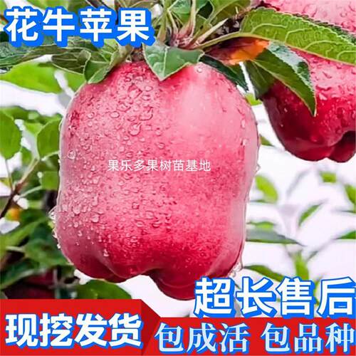 花牛苹果树苗正宗嫁接苗