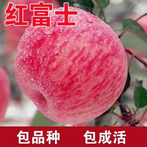 红富士苹果树苗嫁接盆栽