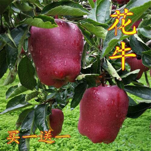 苹果树苗花牛嫁接可盆栽
