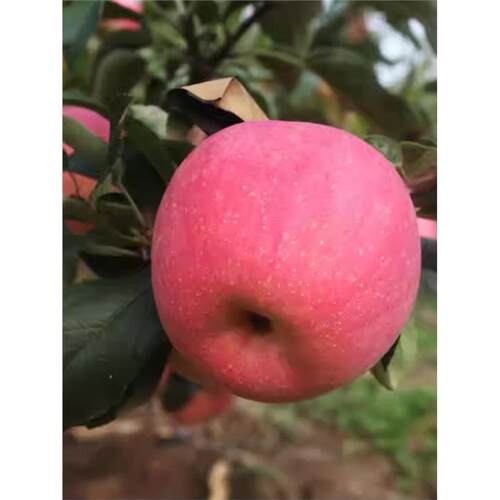 特大苹果树果苗矮化嫁接