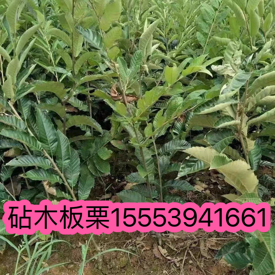 实生板栗苗板粟嫁接砧木苗锥粟子树苗板粟直生苗毛栗树苗