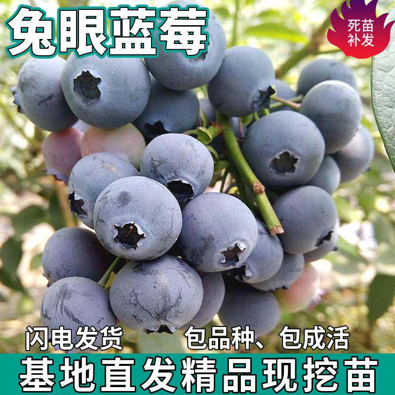兔眼蓝莓苗树地栽阳台盆栽南北方种植树苗带土蓝莓果树苗当年结果