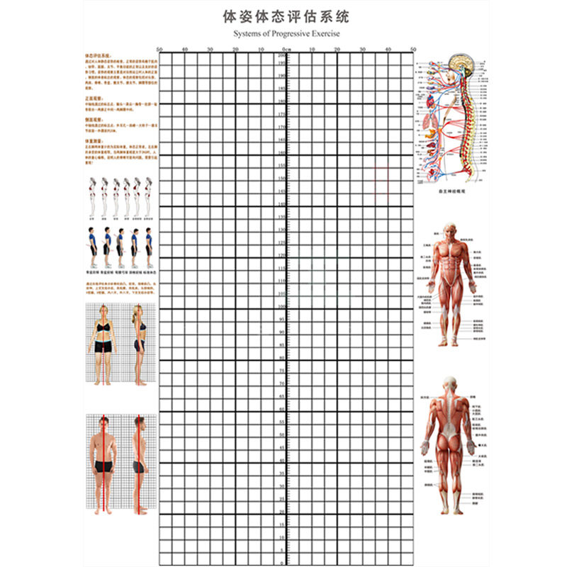 体态评估墙贴挂式身高体测评估表健身房体测网格纸身体矫正体态表