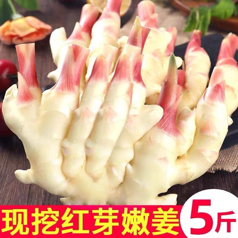 现挖山东红芽嫩姜新鲜5斤鲜姜子姜生姜泡姜芽腌制蔬菜农家嫩仔姜