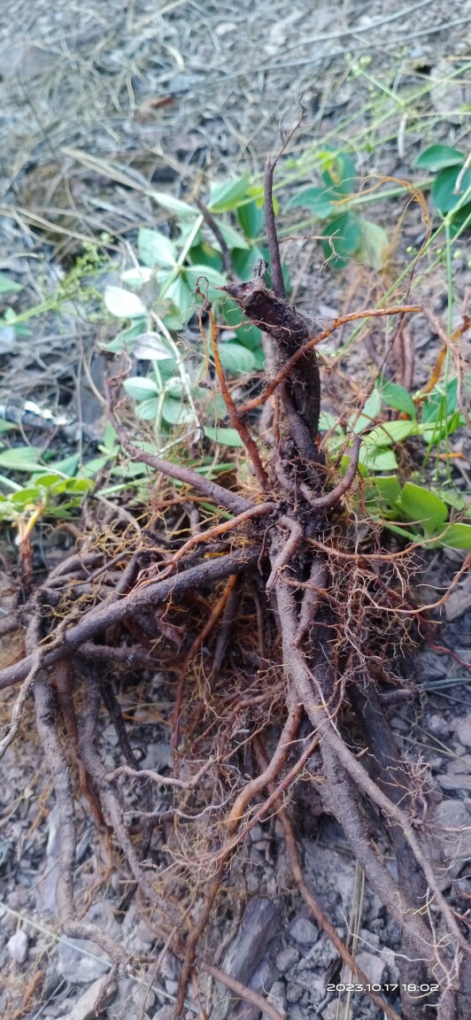 云南原生态小红参滇紫参小红药水洗生态新鲜现挖200克下单包邮