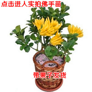 北方0佛手花花卉观n果植物不含盆室内盆栽春季种植非常容易金华