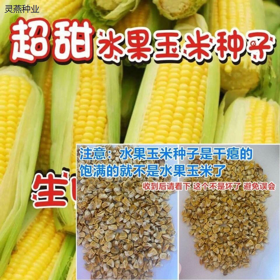 超甜水果玉米种子生吃甜脆多汁大田高产早熟大棒春秋四季甜玉米籽