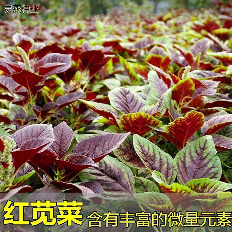 苋菜种子红圆叶红柳叶青柳叶苋菜种籽四季播田园农家汉菜蔬菜种子