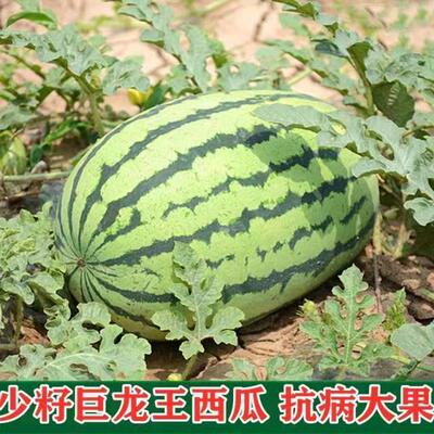 西瓜种子少籽巨龙王 西瓜种籽花皮大型西瓜种子巨型懒汉西瓜种子
