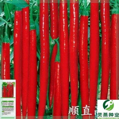 二金条长线(辣椒种子)香辣王湖南辣椒杭椒超长高产春夏秋冬四季